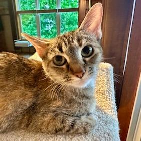 Izzy, a Adoptable Domestic Short Hair in Madison, WI image 4/5