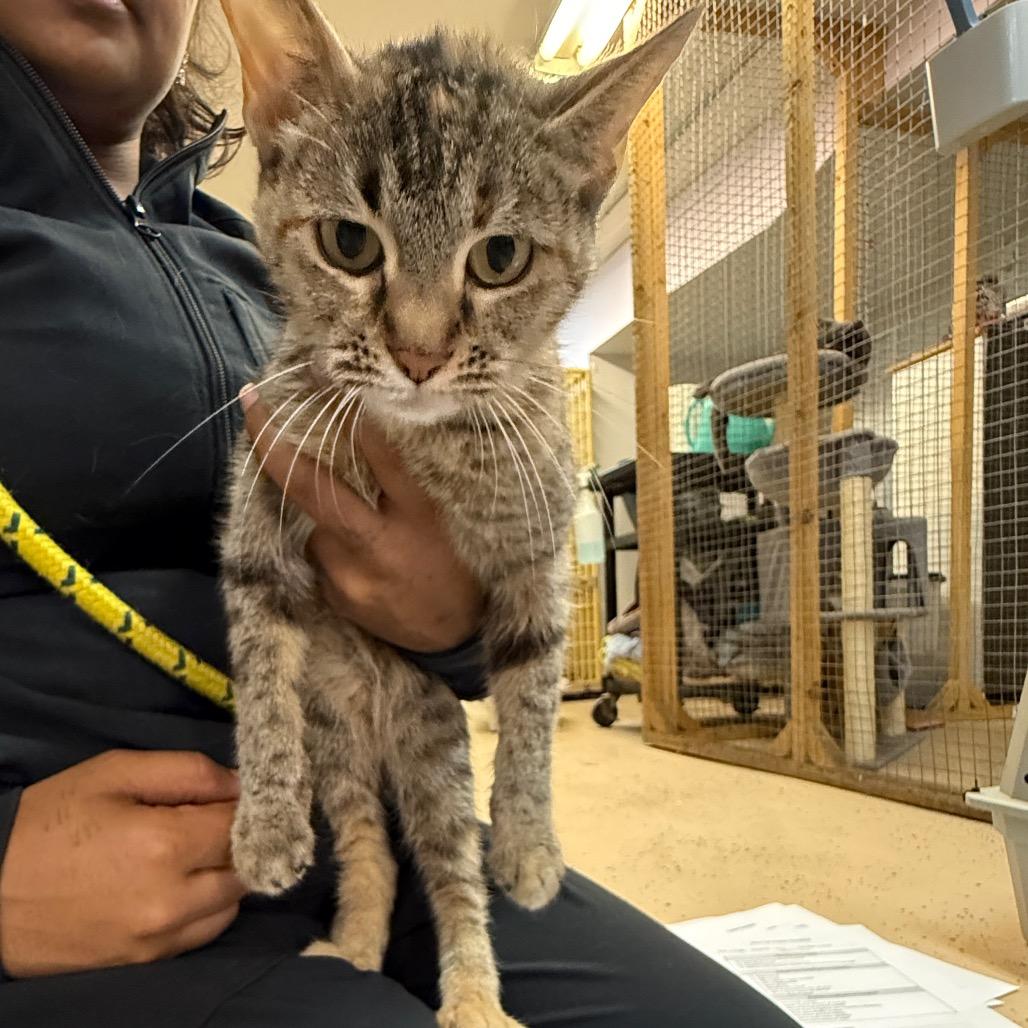 Izzy, a Adoptable Domestic Short Hair in Madison, WI image 5/5