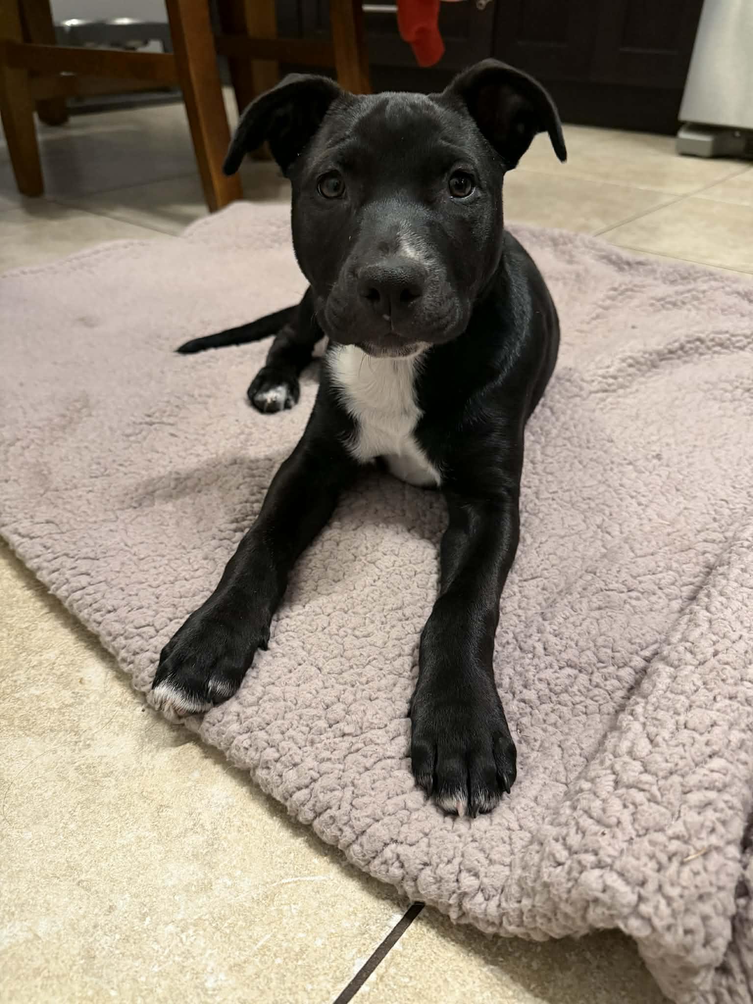 Sprinkles, ADOPTABLE, Puppy Female Labrador Retriever & Pit Bull Terrier.