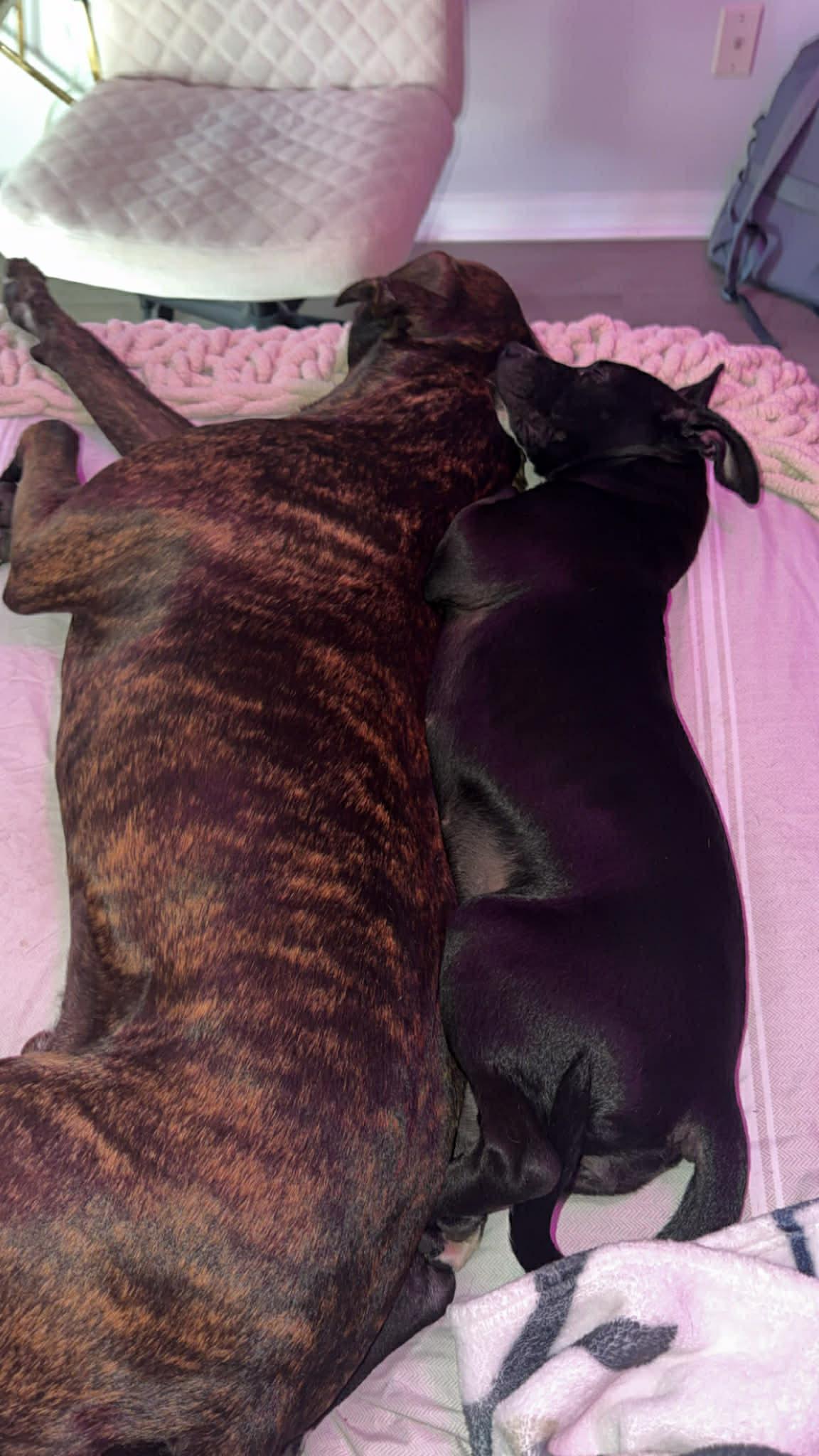 Enlarge Sprinkles, a ADOPTABLE mixed breed in New Smyrna Beach, FL image 4/5