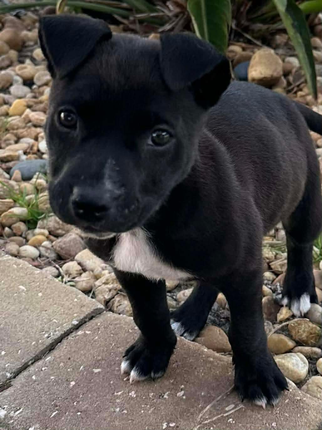 Enlarge Sprinkles, a ADOPTABLE Pit Bull Terrier in New Smyrna Beach, FL image 2/4