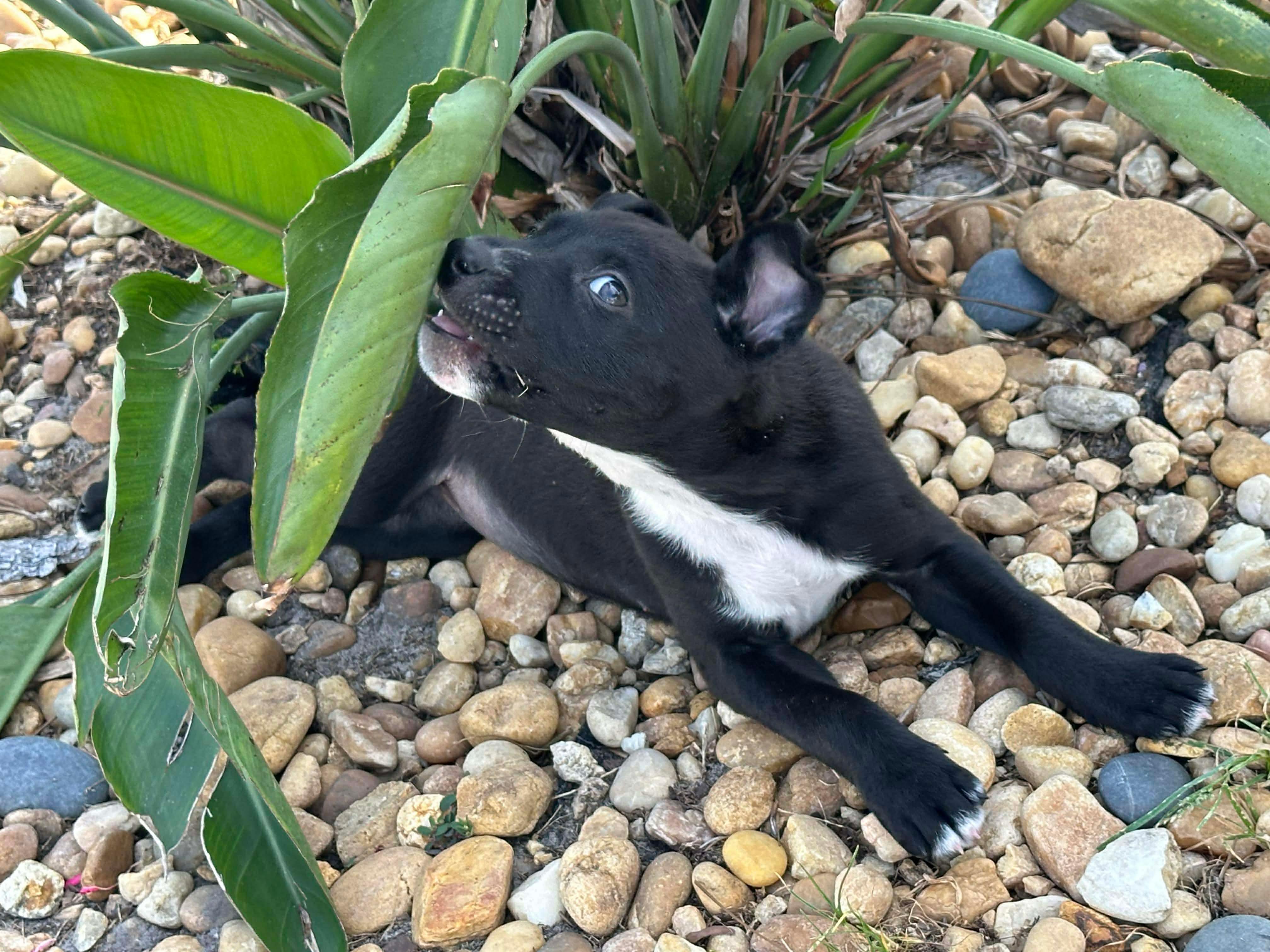 Enlarge Sprinkles, a ADOPTABLE Pit Bull Terrier in New Smyrna Beach, FL image 4/4