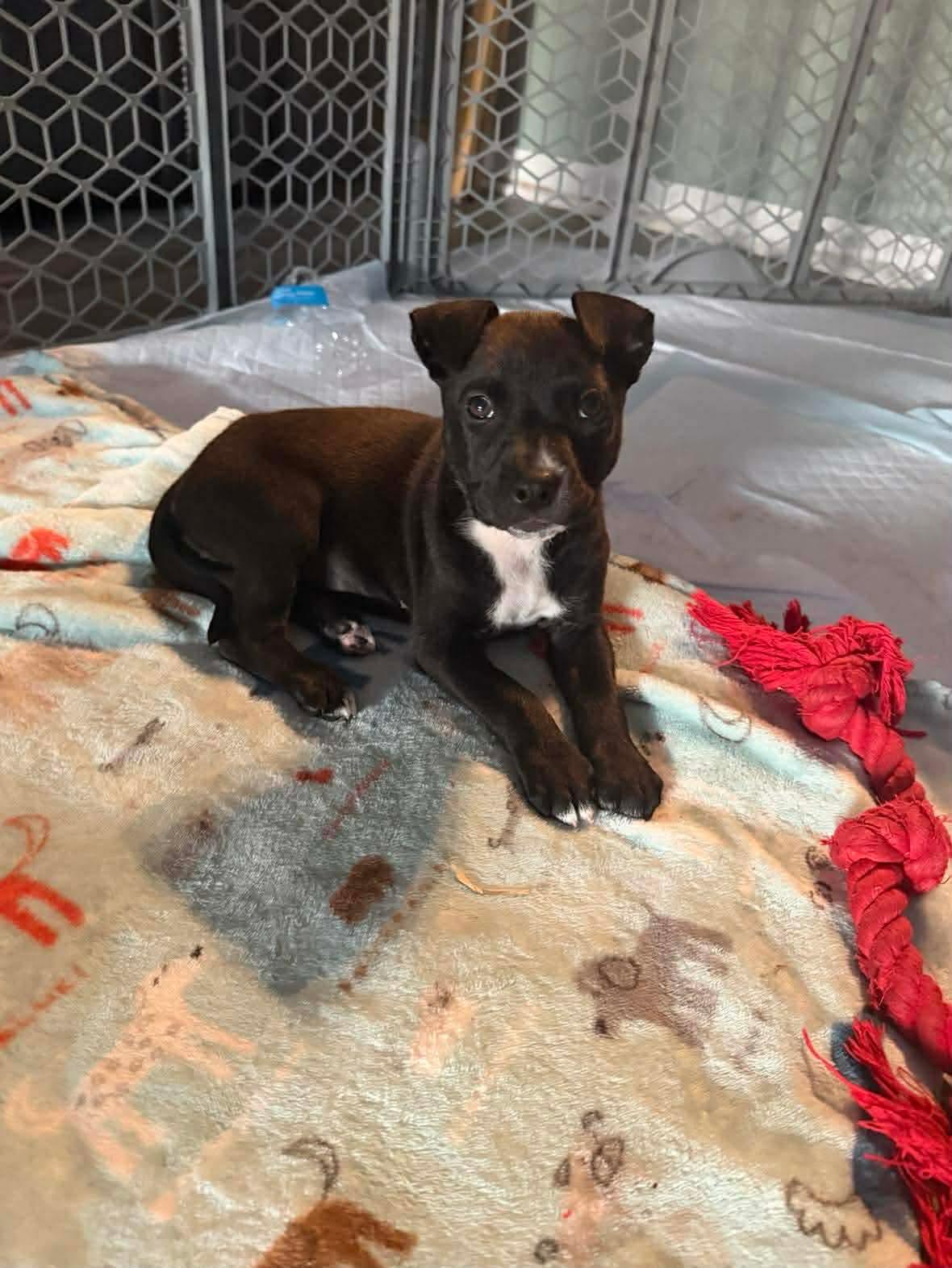 Sprinkles, ADOPTABLE, Puppy Male Pit Bull Terrier.