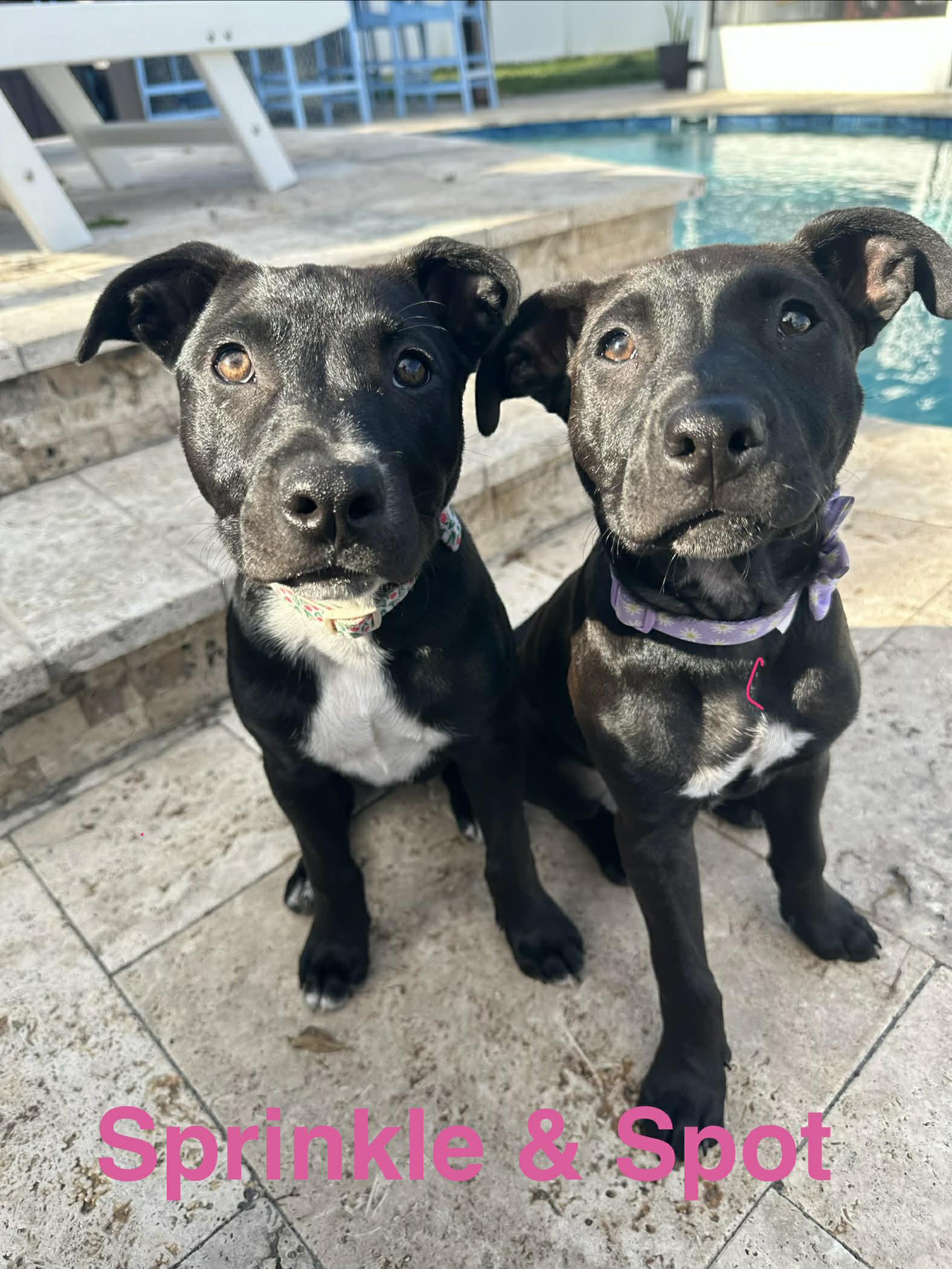 Enlarge Sprinkles, a ADOPTABLE mixed breed in New Smyrna Beach, FL image 3/5