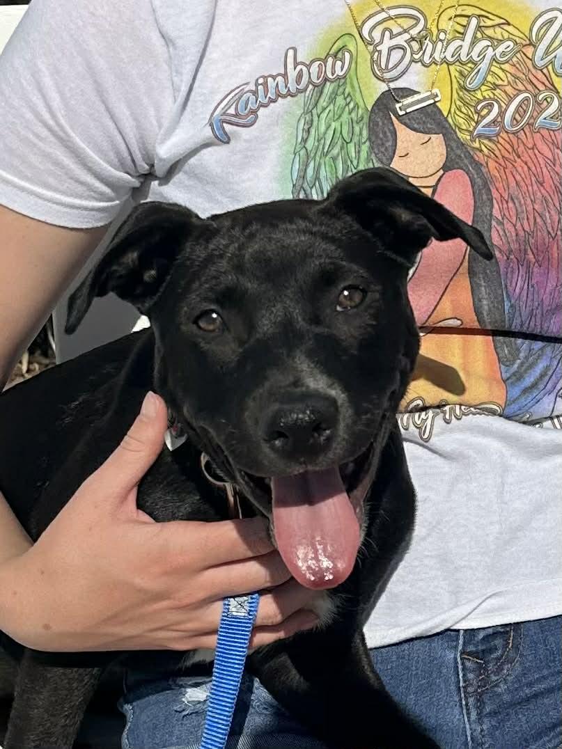 Enlarge Sprinkles, a ADOPTABLE mixed breed in New Smyrna Beach, FL image 2/5