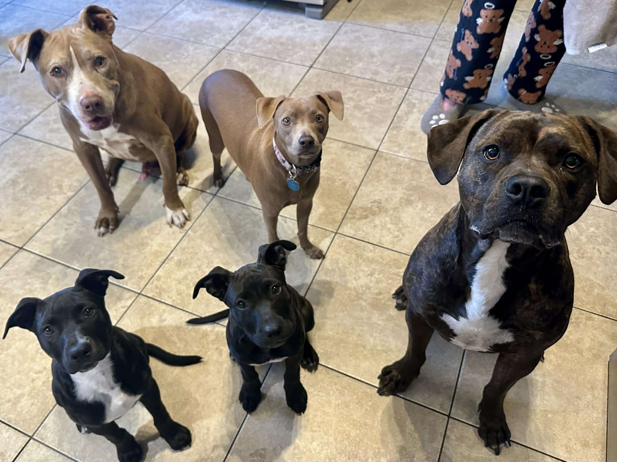 Enlarge Sprinkles, a ADOPTABLE mixed breed in New Smyrna Beach, FL image 5/5