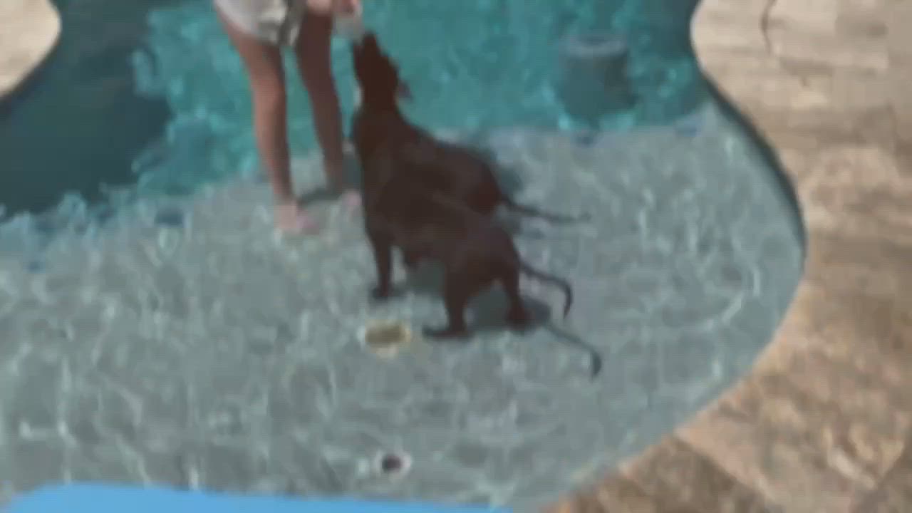 Enlarge Sprinkles, a ADOPTABLE mixed breed in New Smyrna Beach, FL video 6/6