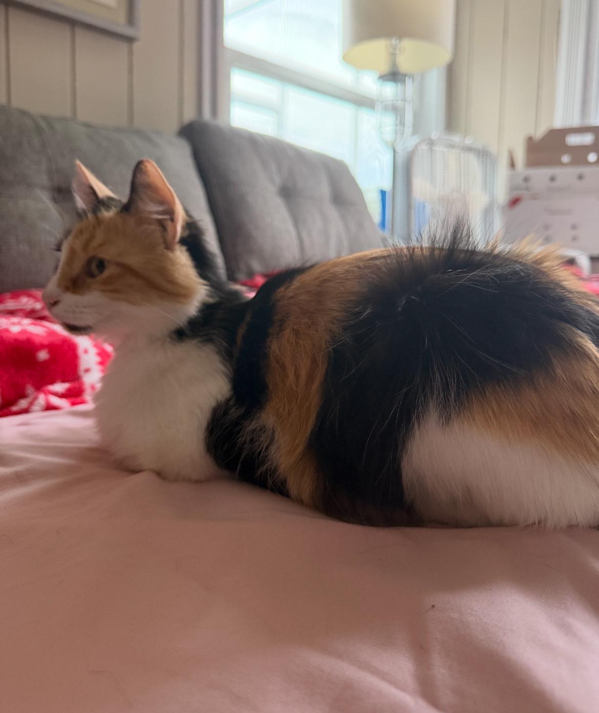 Enlarge Mama (bonded w/ Otto), a Adoptable Calico in Tampa, FL image 3/6
