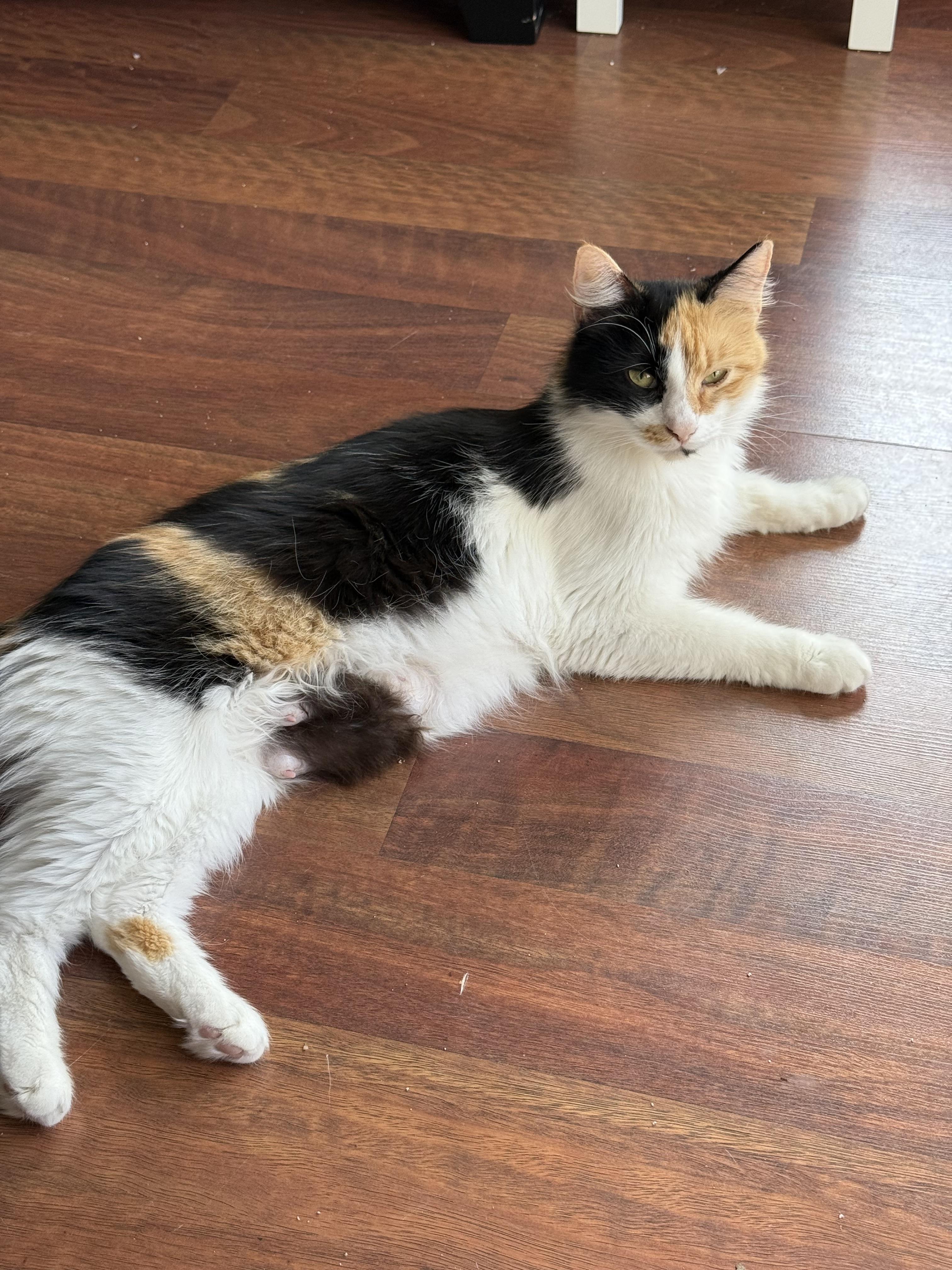 Enlarge Mama (bonded w/ Otto), a Adoptable Calico in Tampa, FL image 2/6