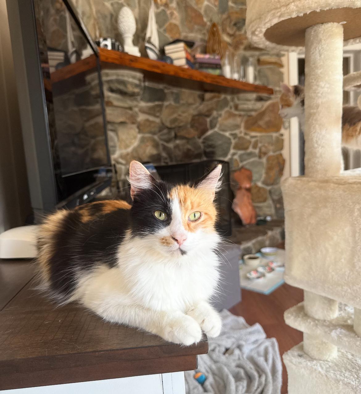 Enlarge Mama (bonded w/ Otto), a Adoptable Calico in Tampa, FL image 1/6