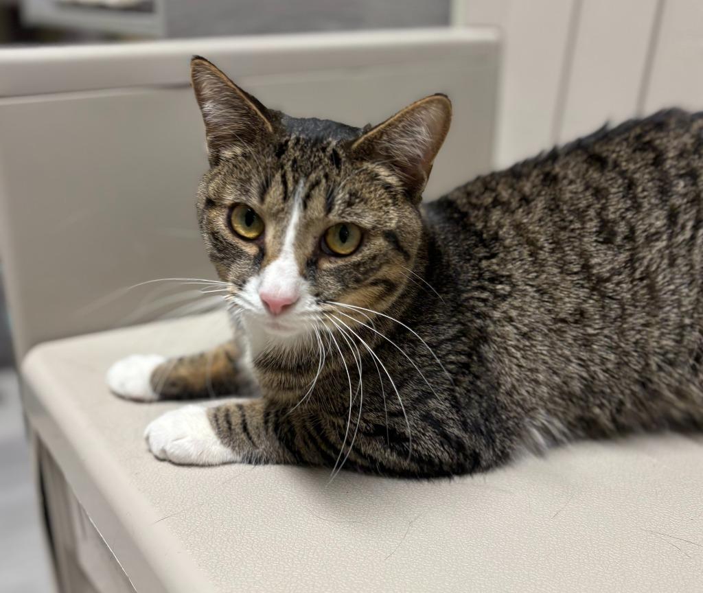 POLY, Adoptable, Kitten Male Domestic Short Hair.