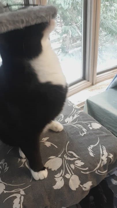 Enlarge Oreo, a Adopted Domestic Short Hair in Palgrave, ON video 2/3