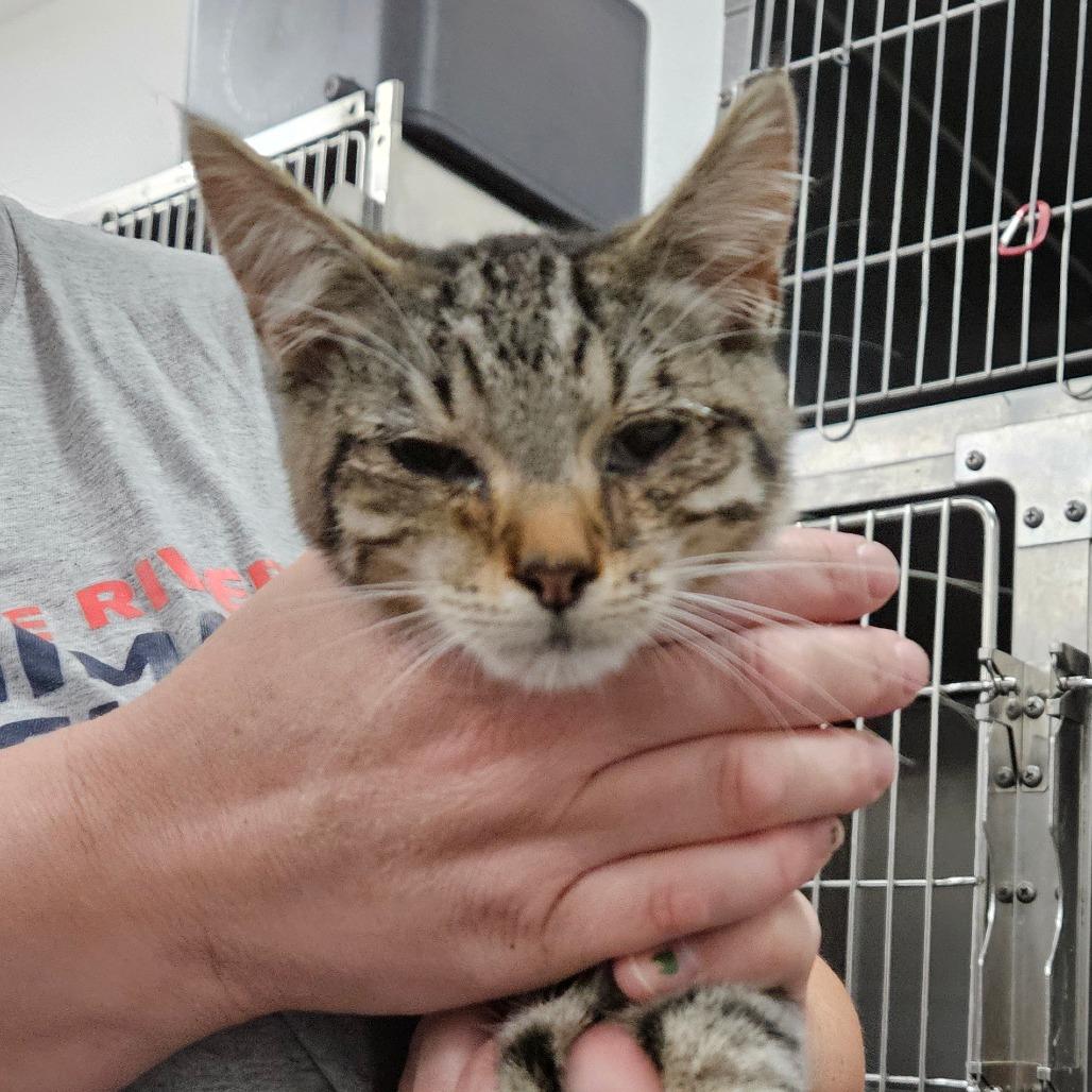 Popel, Adoptable, Young Male Domestic Short Hair.