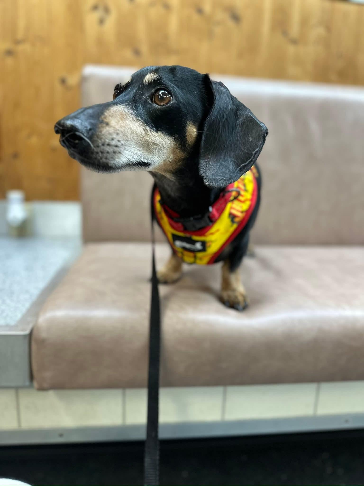 Blackjack, a ADOPTABLE Dachshund in Fort Walton Beach, FL image 4/6
