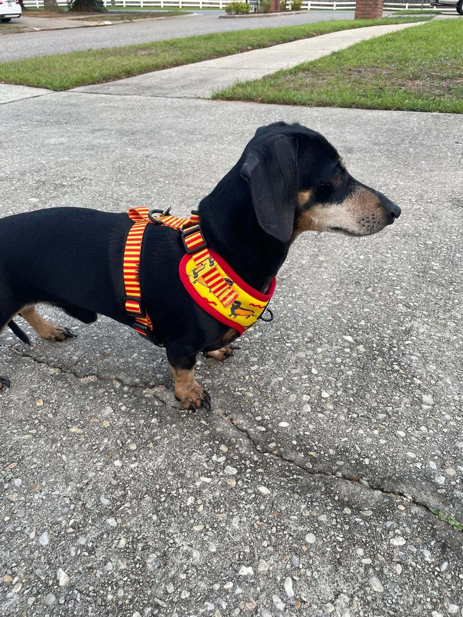 Blackjack, a ADOPTABLE Dachshund in Fort Walton Beach, FL image 3/6