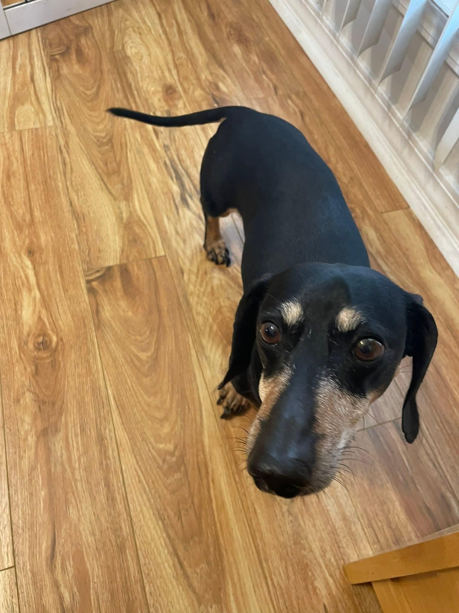 Blackjack, a ADOPTABLE Dachshund in Fort Walton Beach, FL image 2/6