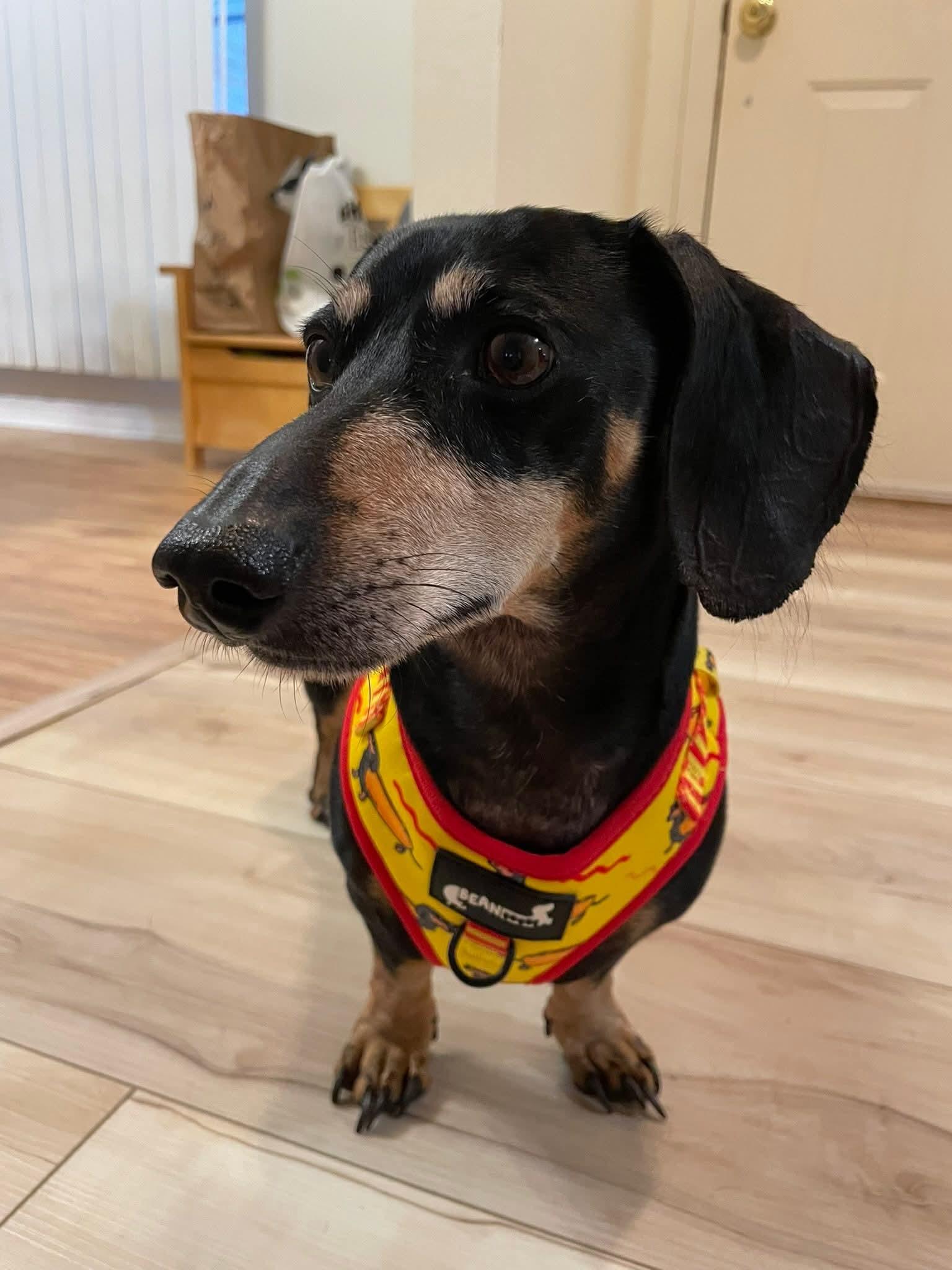 Blackjack, a ADOPTABLE Dachshund in Fort Walton Beach, FL image 1/6