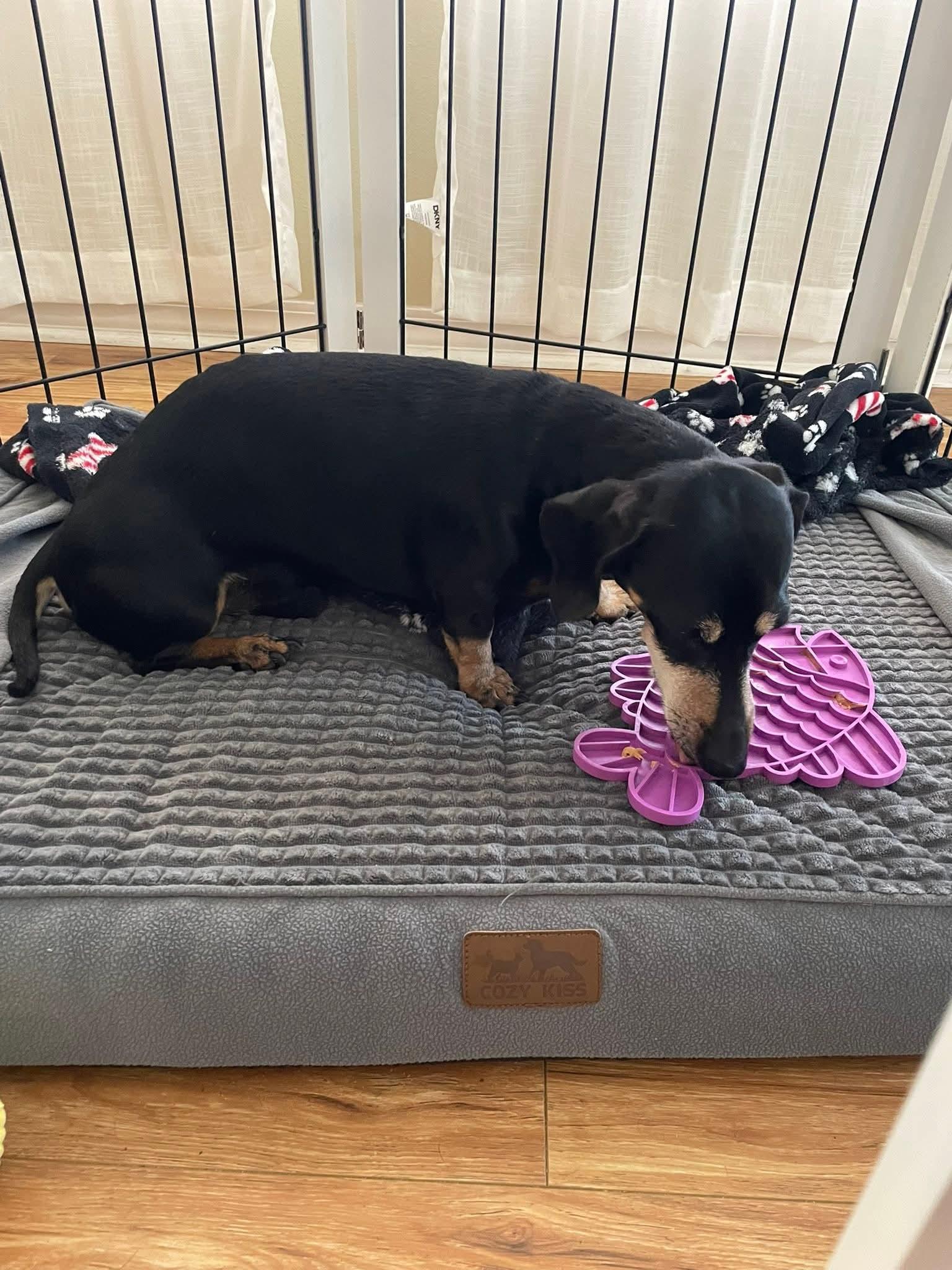 Blackjack, a ADOPTABLE Dachshund in Fort Walton Beach, FL image 5/6