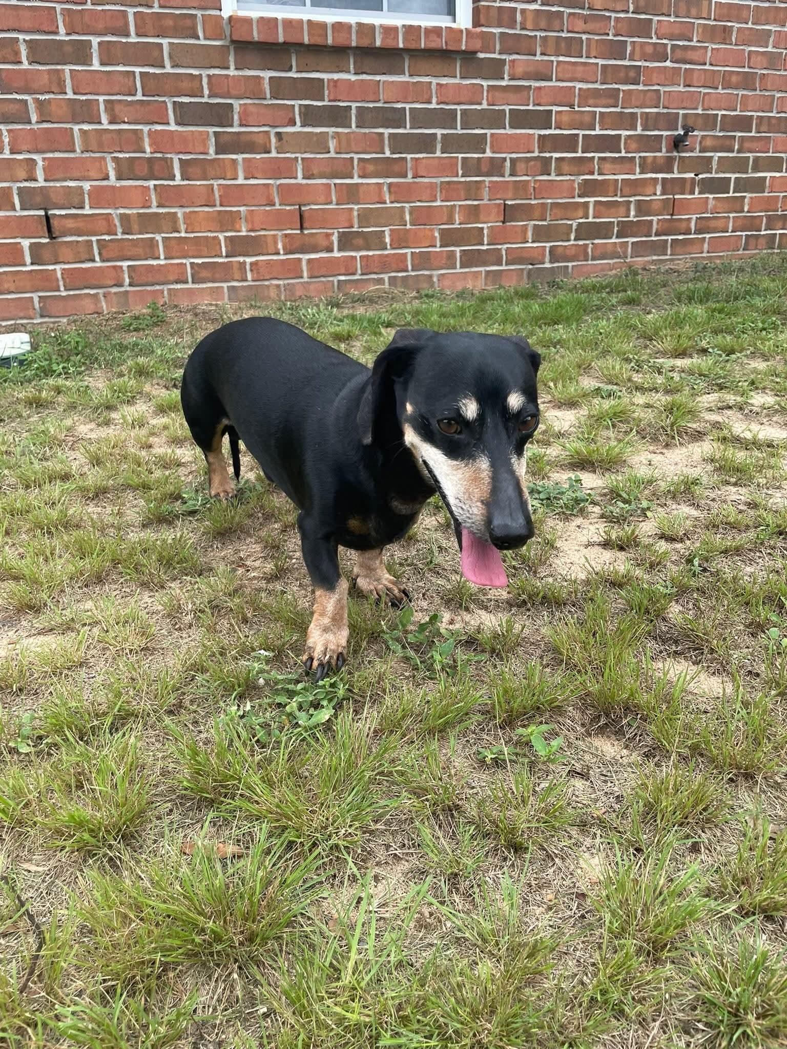 Blackjack, a ADOPTABLE Dachshund in Fort Walton Beach, FL image 6/6