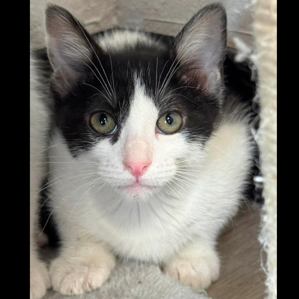 Enlarge Sarah, a Adoptable Domestic Short Hair in Pleasant Hill, CA image 4/4