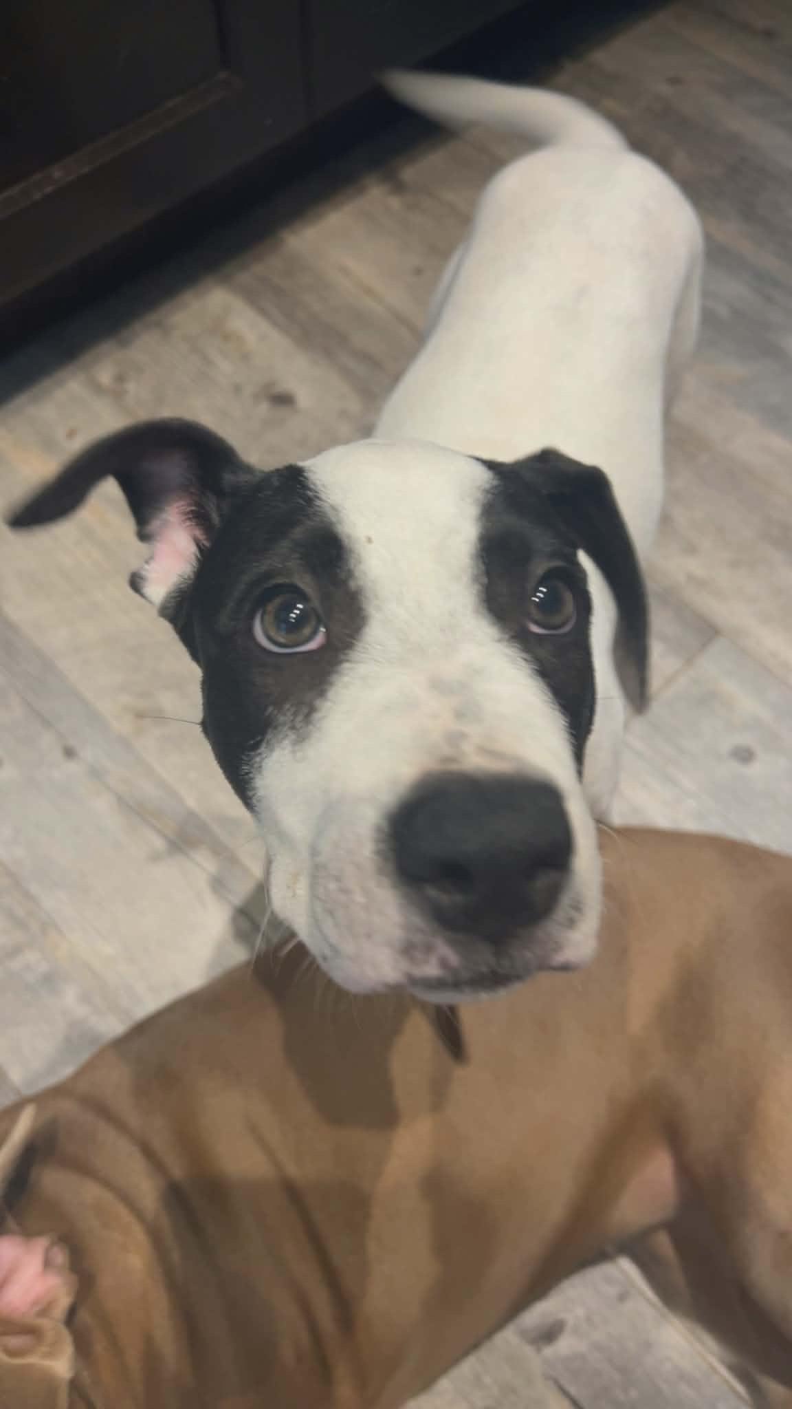 Panda, ADOPTABLE, Young Female American Bulldog & English Bulldog.