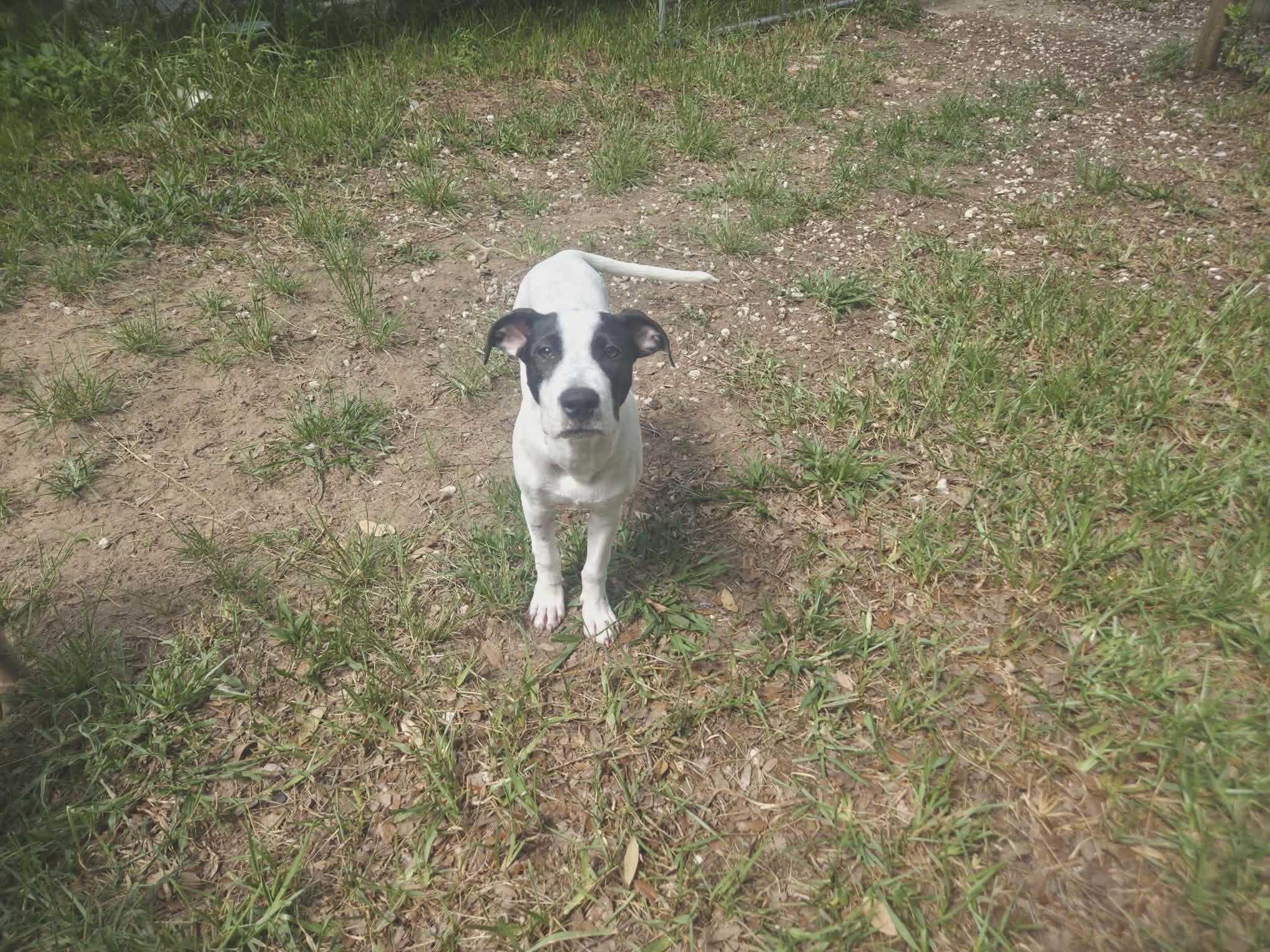 Panda, a ADOPTABLE mixed breed in Wildwood, FL image 2/6