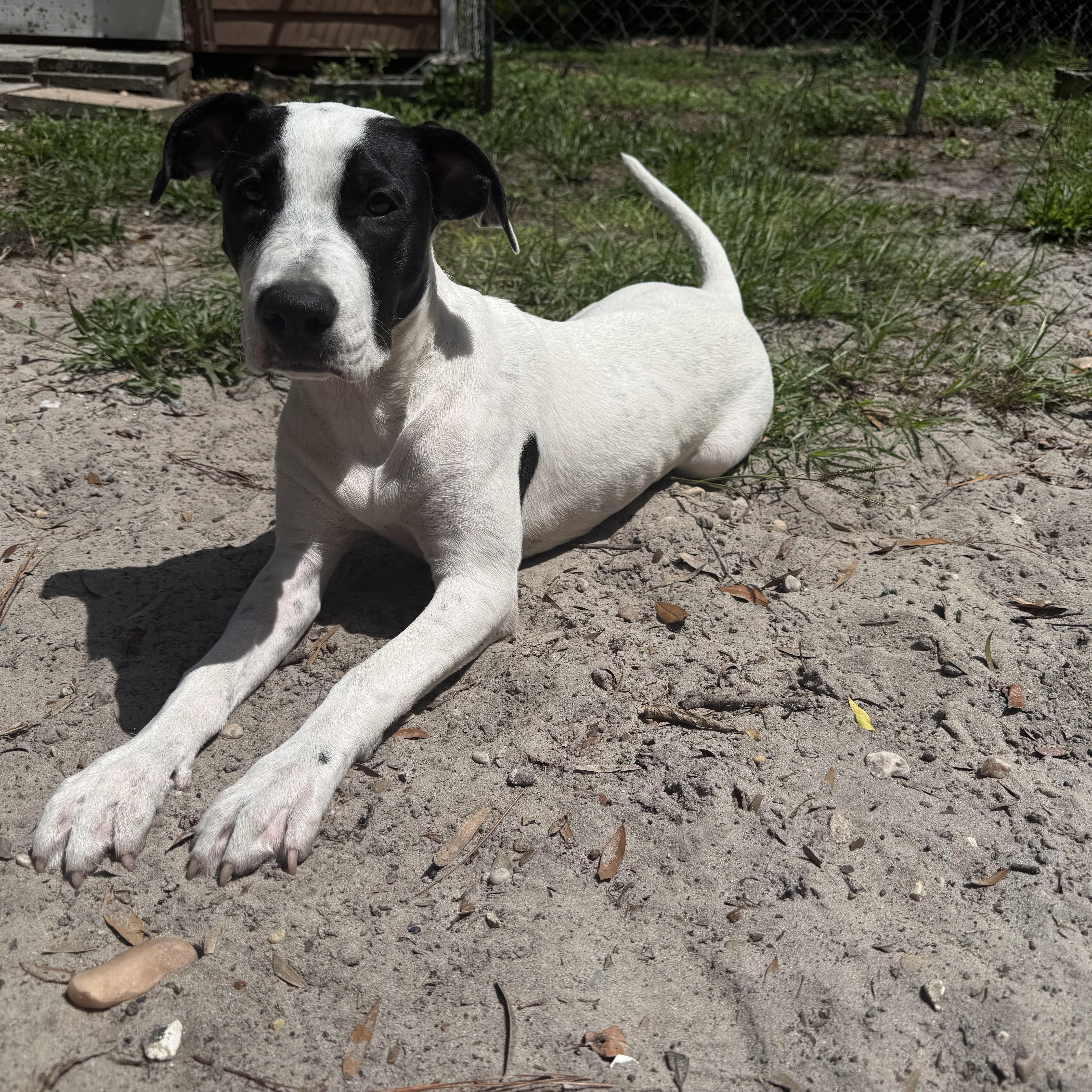 Enlarge Panda, a ADOPTABLE mixed breed in Wildwood, FL image 3/5