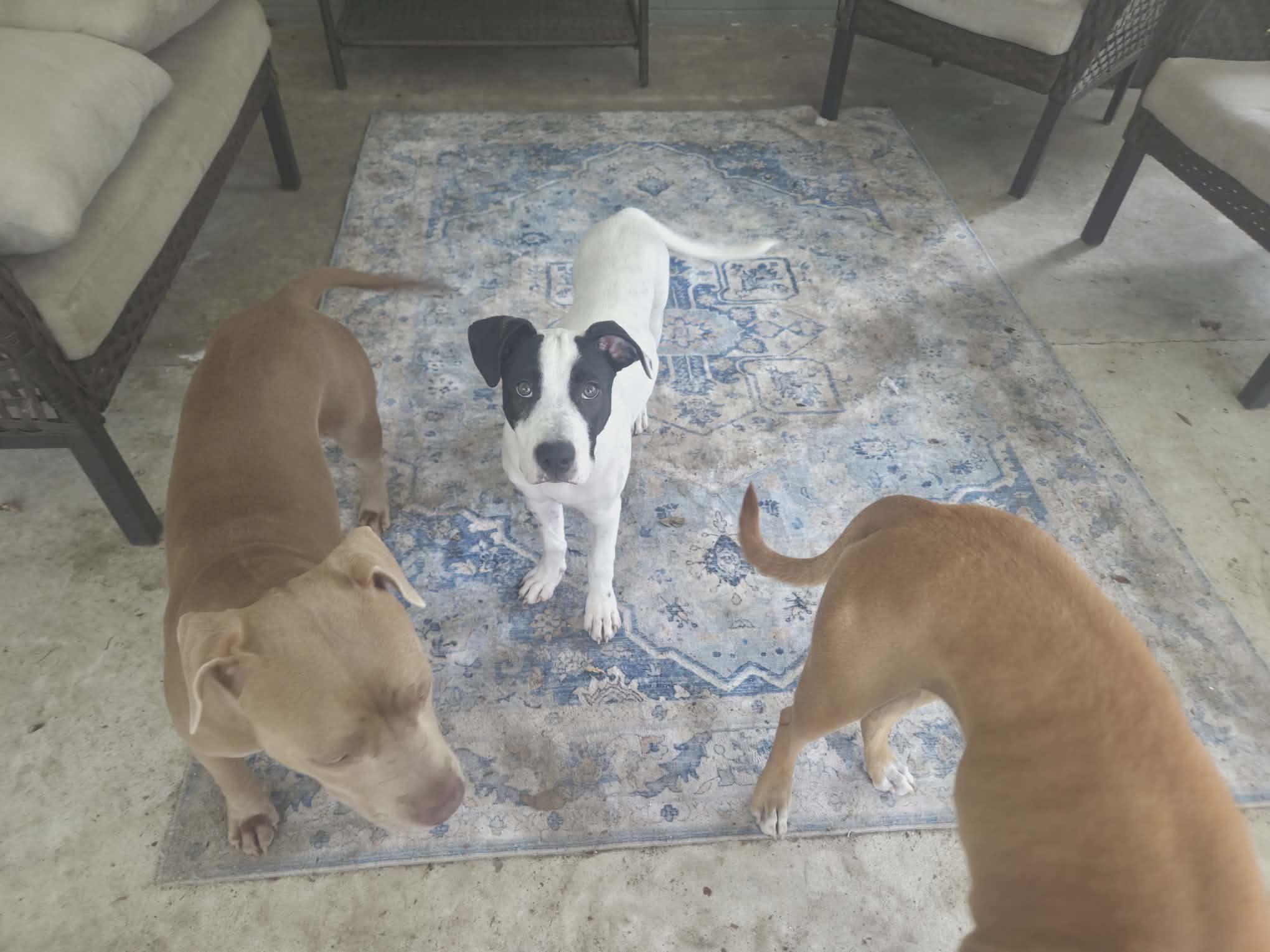 Panda, a ADOPTABLE mixed breed in Wildwood, FL image 5/6