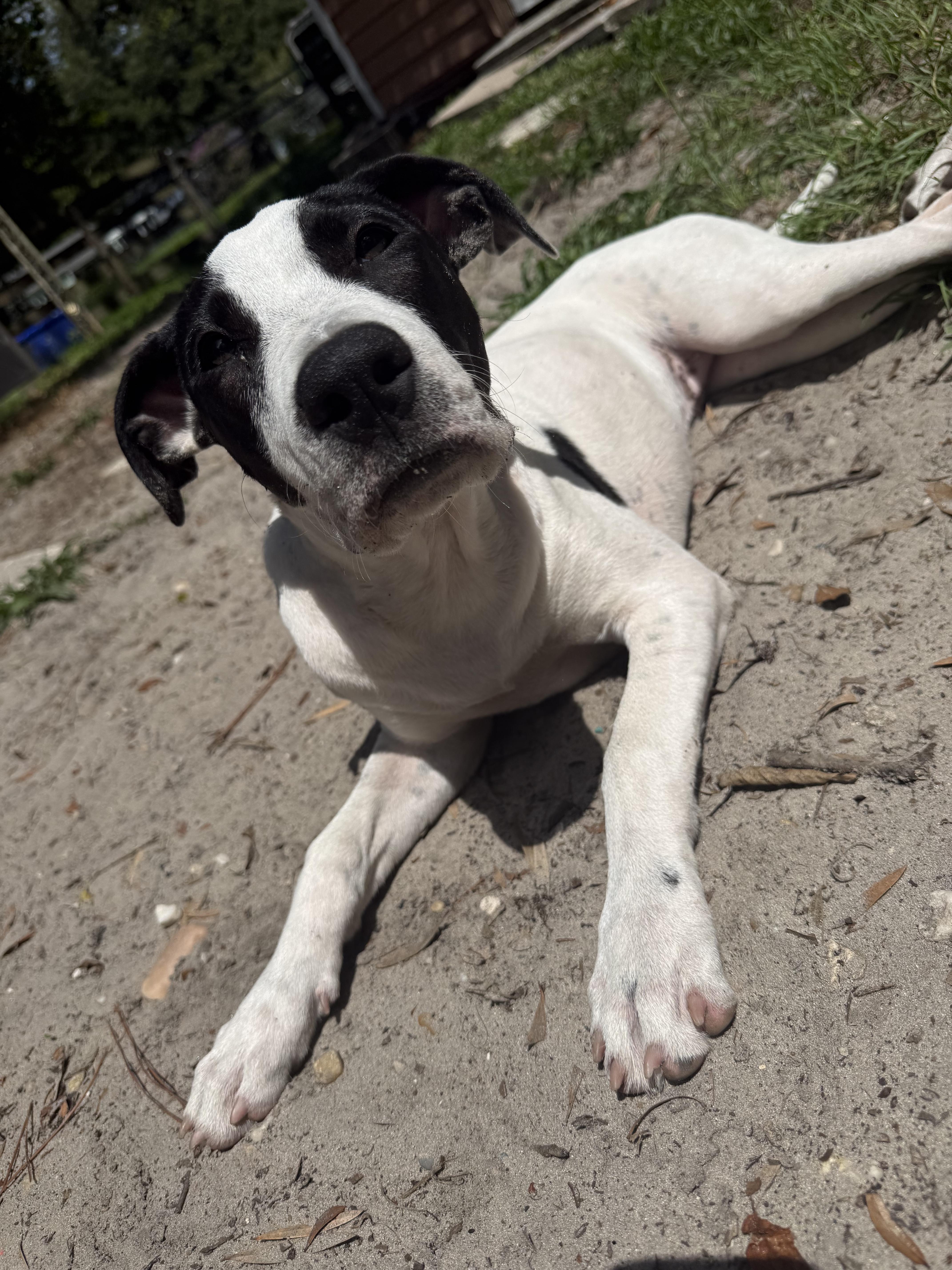 Enlarge Panda, a ADOPTABLE mixed breed in Wildwood, FL image 2/5