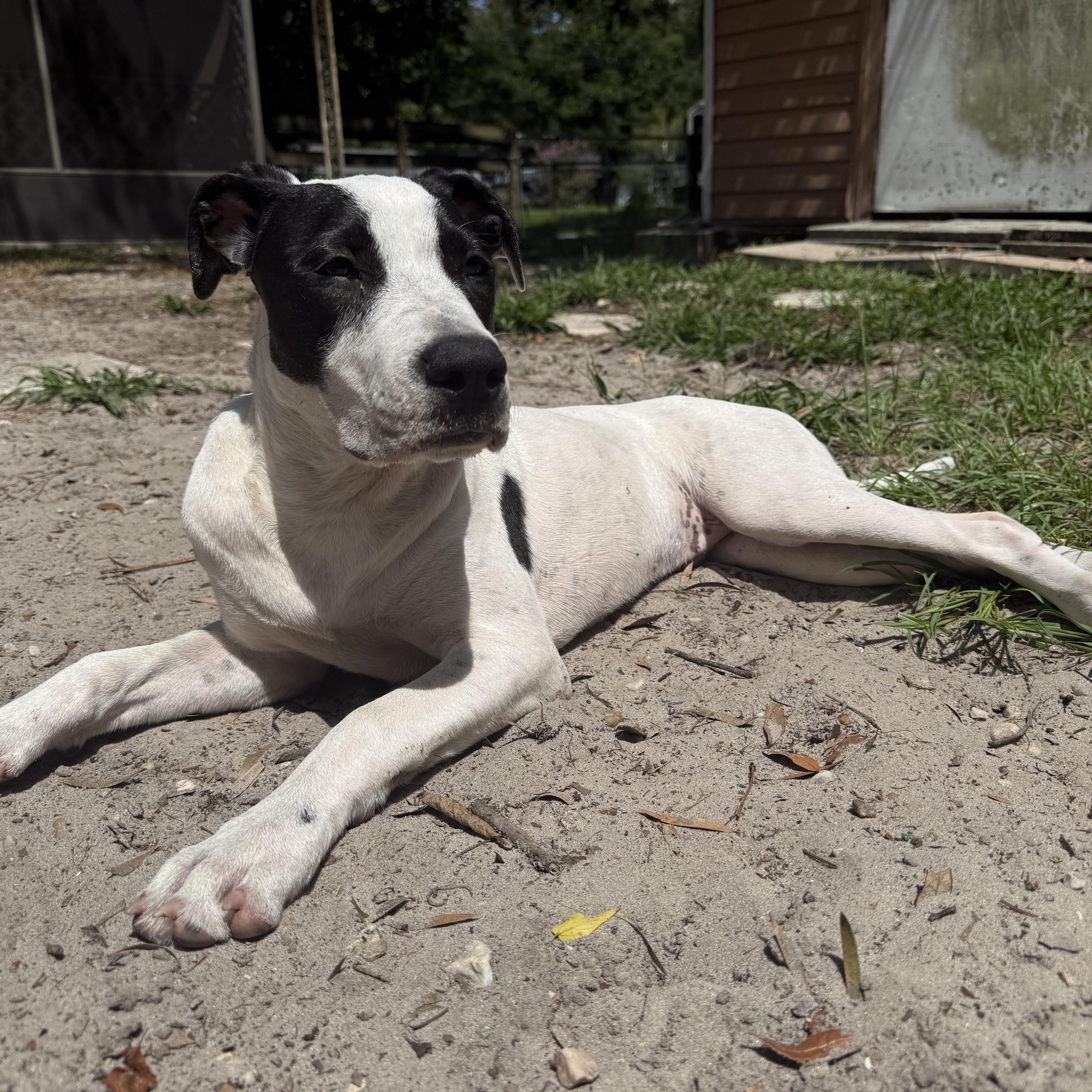 Panda, ADOPTABLE, Young Female American Bulldog & English Bulldog.