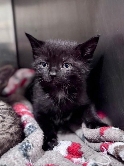 Guava at PetSmart in Athens, GA, Adoptable, Kitten Female Domestic Short Hair.