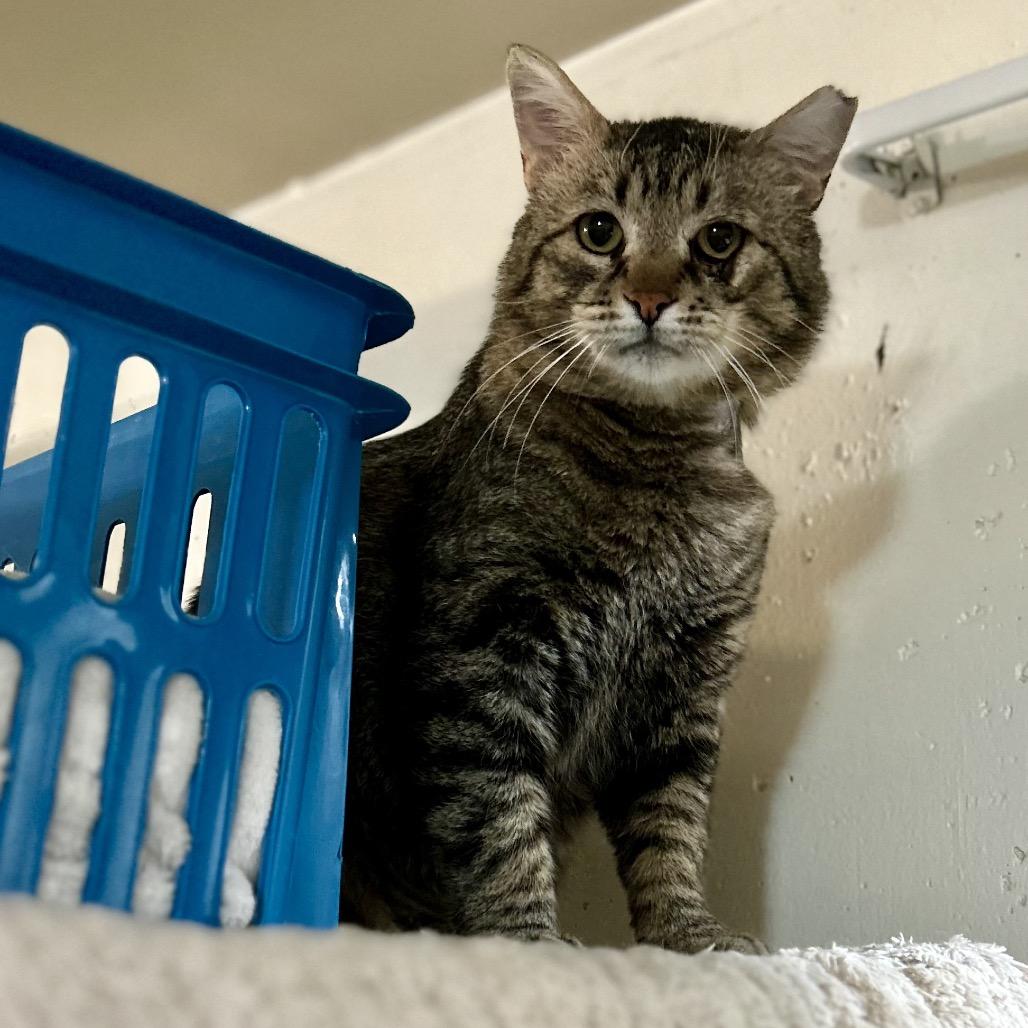 Willard, Adoptable, Young Male Domestic Short Hair.