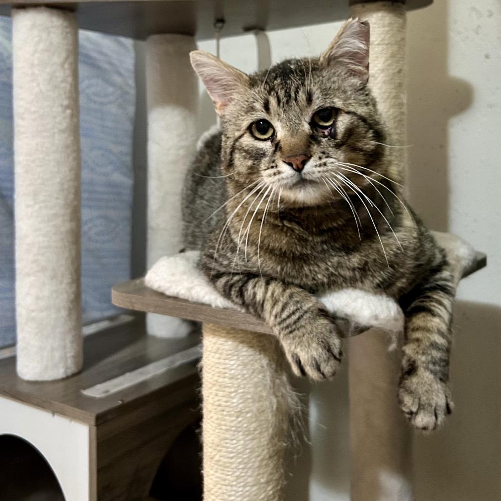 Enlarge Willard, a Adoptable Domestic Short Hair in Bountiful, UT image 2/3