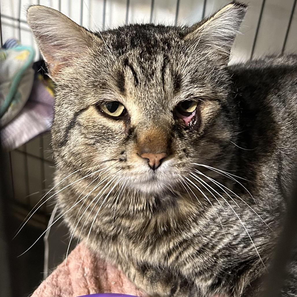 Enlarge Willard, a Adoptable Domestic Short Hair in Bountiful, UT image 3/3