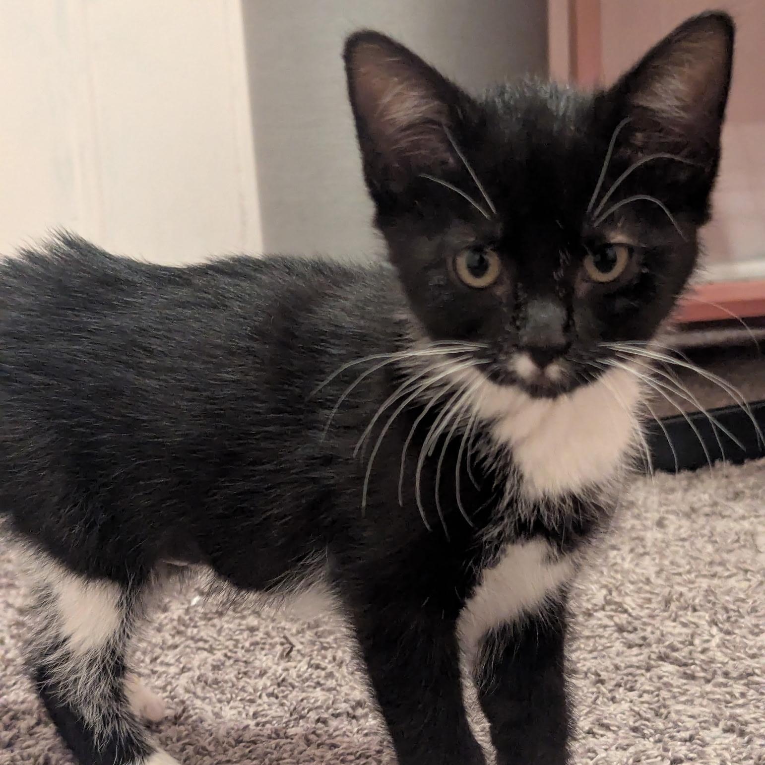 Winnie, Baby Female Domestic Short Hair