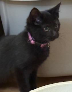 Anju (little onyx gem)