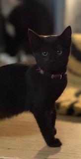 Anju (little onyx gem)