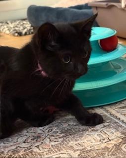 Anju (little onyx gem)