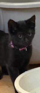 Anju (little onyx gem)