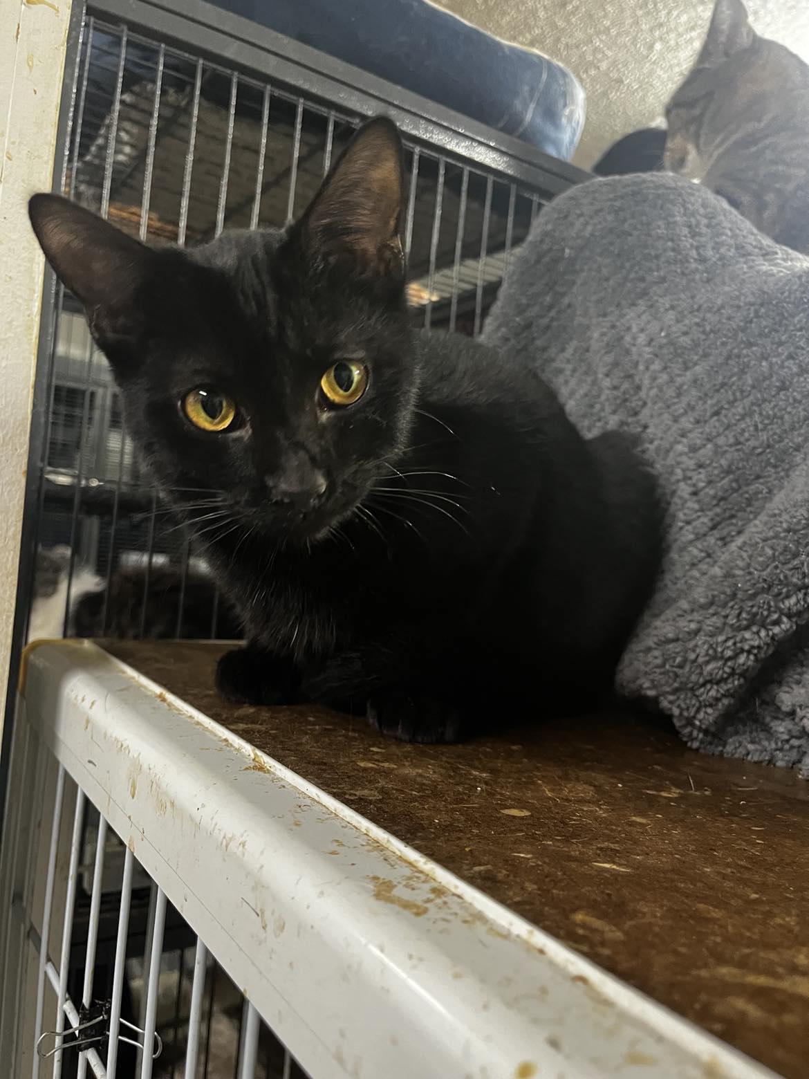 Roman — thumbnail 2