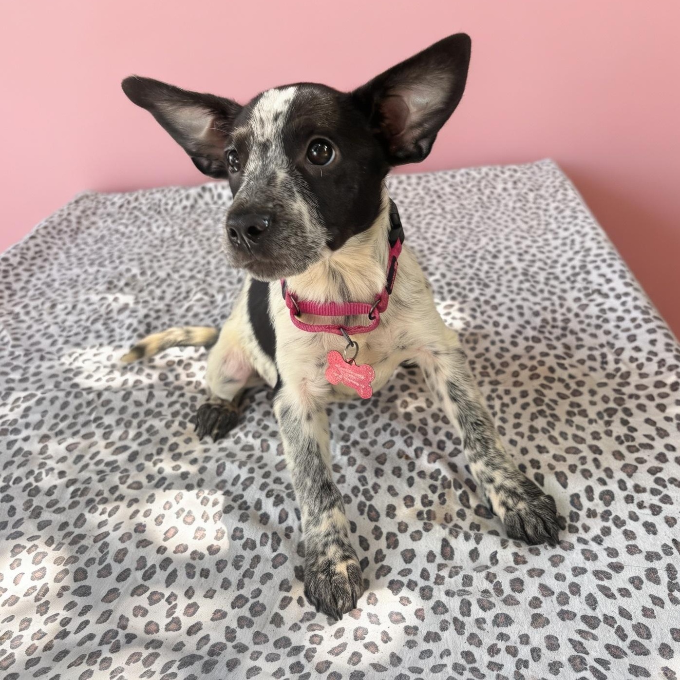 Enlarge Fuji, an adopted mixed breed in West Springfield, MA image 1/4