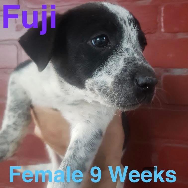 Enlarge Fuji, an adopted mixed breed in West Springfield, MA image 4/4