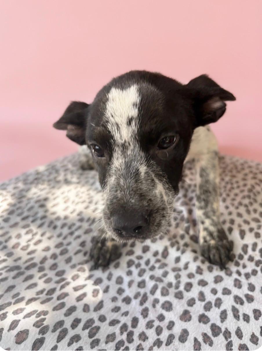 Enlarge Fuji, an adopted mixed breed in West Springfield, MA image 2/4