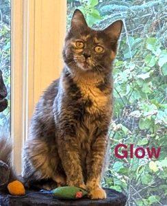 Glow, Adoptable, Young Female Dilute Calico.