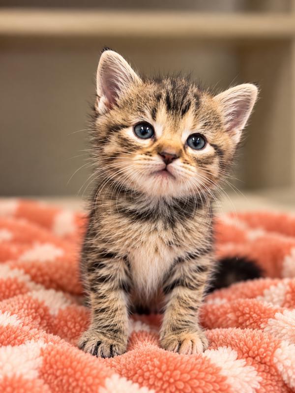 Betty, Adoptable, Kitten Female Domestic Short Hair.