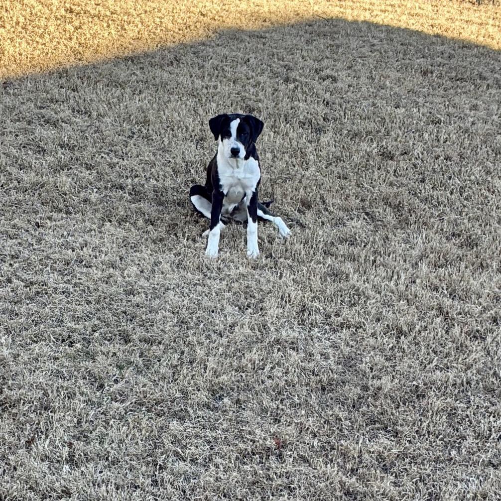 Enlarge Zandra, a Adoptable mixed breed in Cordova, TN image 6/6