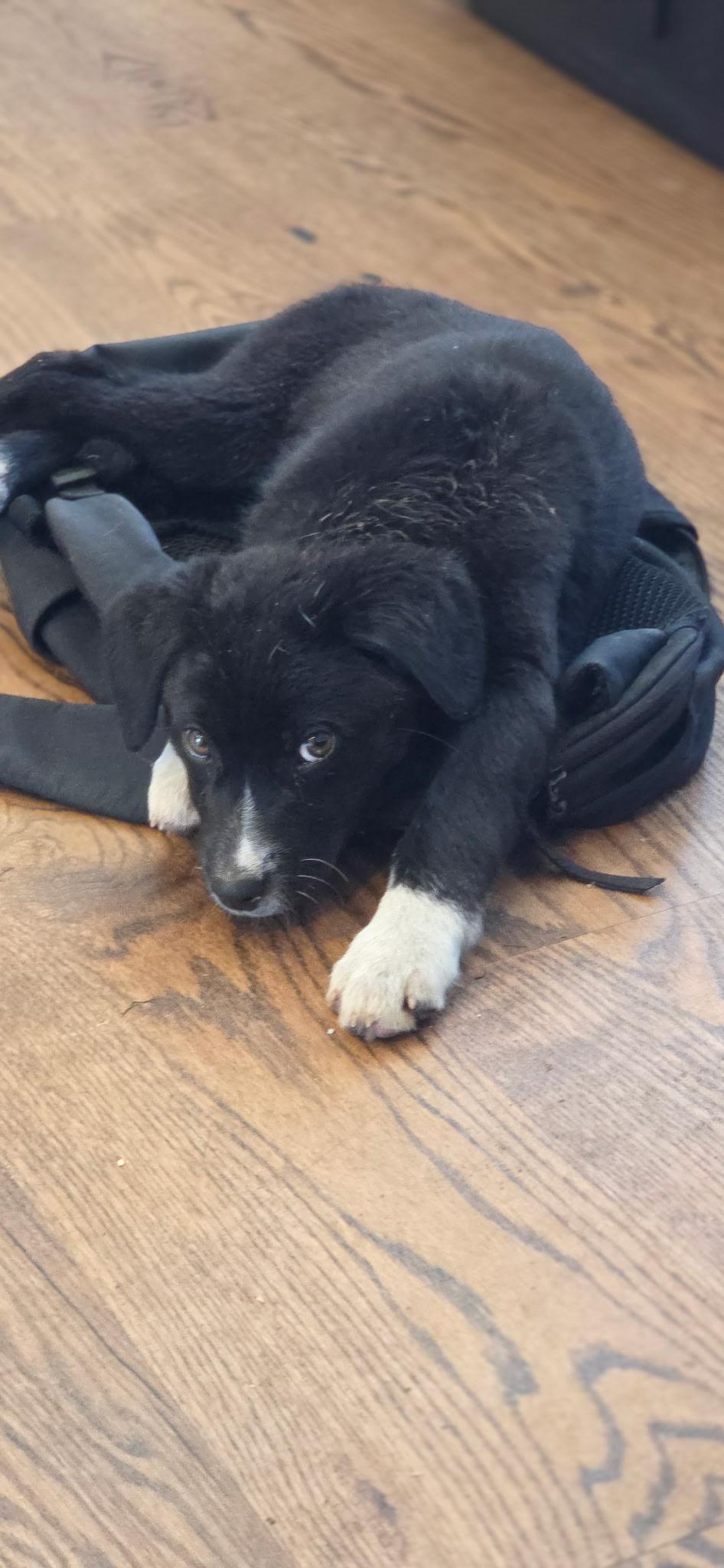 Dale, ADOPTABLE, Puppy Male Black Labrador Retriever & Border Collie.