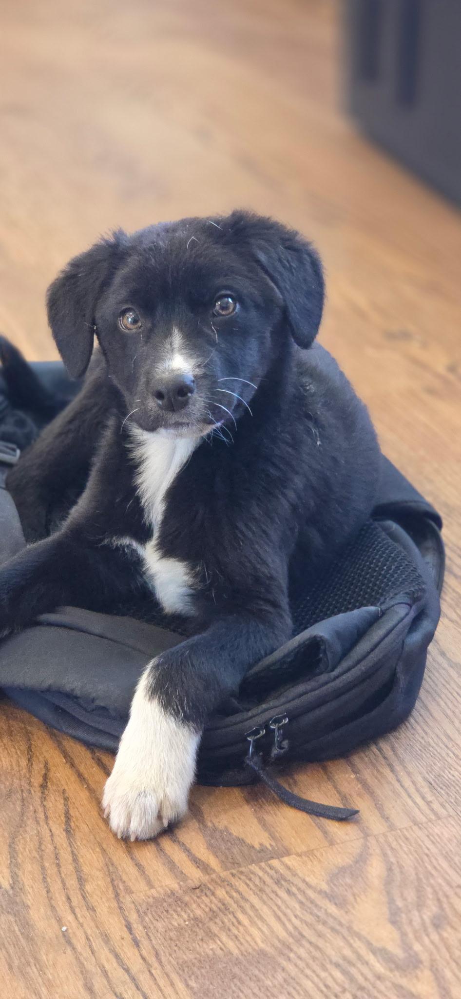 Enlarge Dale, a ADOPTABLE mixed breed in Kimball, MI image 2/2