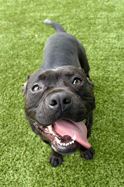 FAYE, Adoptable, Young Female Pit Bull Terrier.