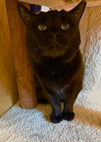 Missy, adopted, Senior Female Domestic Short Hair.